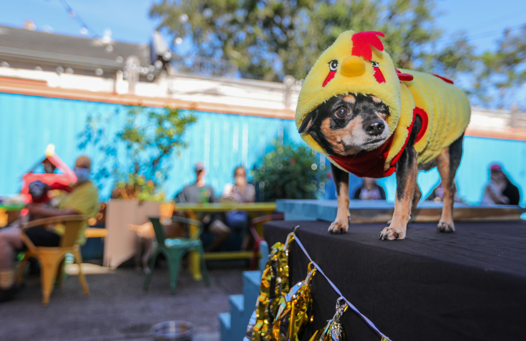 NO.barktoberfest.101821.1.JPG